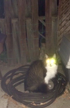 friendlyaliencat